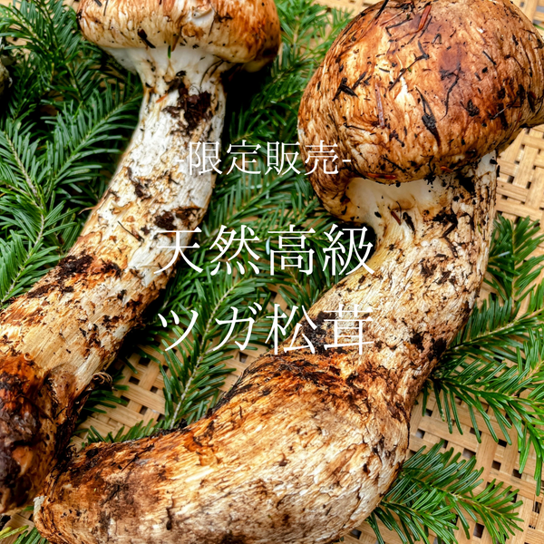 ツガ松茸 3 【公式通販】 ツガ松茸 3 【公式通販】